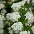 thumbnail image 5 of Expert Gardener Reeves Bridal Wreath Spirea Bush (2.5 Gallon) White Blooming Deciduous Shrub - Full Sun Live Plant, 5 of 7