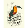 thumbnail image 2 of DOrbigny, M.Charles 25x32 White Modern Wood Framed Museum Art Print Titled - Birds of Costa Rica I, 2 of 4