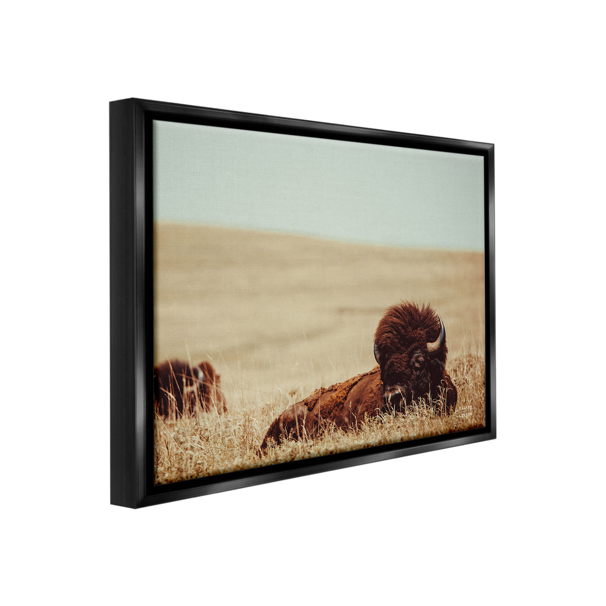 Stupell Industries Bison Relaxing in Field Animals & Insects Photography Black Floater Framed Canvas Art Print Wall Art, 31 x 25