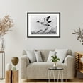 thumbnail image 4 of Historic Framed Print, [Pintail duck], 17-7/8" x 21-7/8", 4 of 9