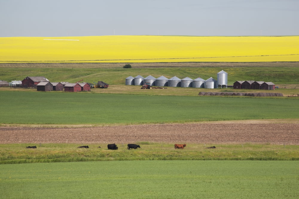 Farm Yard With Grain Bins Set Into Fields Of Green Wheat Pasture With Cattle And Open Soil With Flowering Canola On The Hillside In The Distance And Blue Sky Alberta Canada Canvas Art - Michael Interi