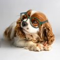 thumbnail image 4 of ¡Póngale gafas de moda a su peludo amigo! Para viajar con mascotas, realce su ternura y su estilo con un solo clic., 4 of 4