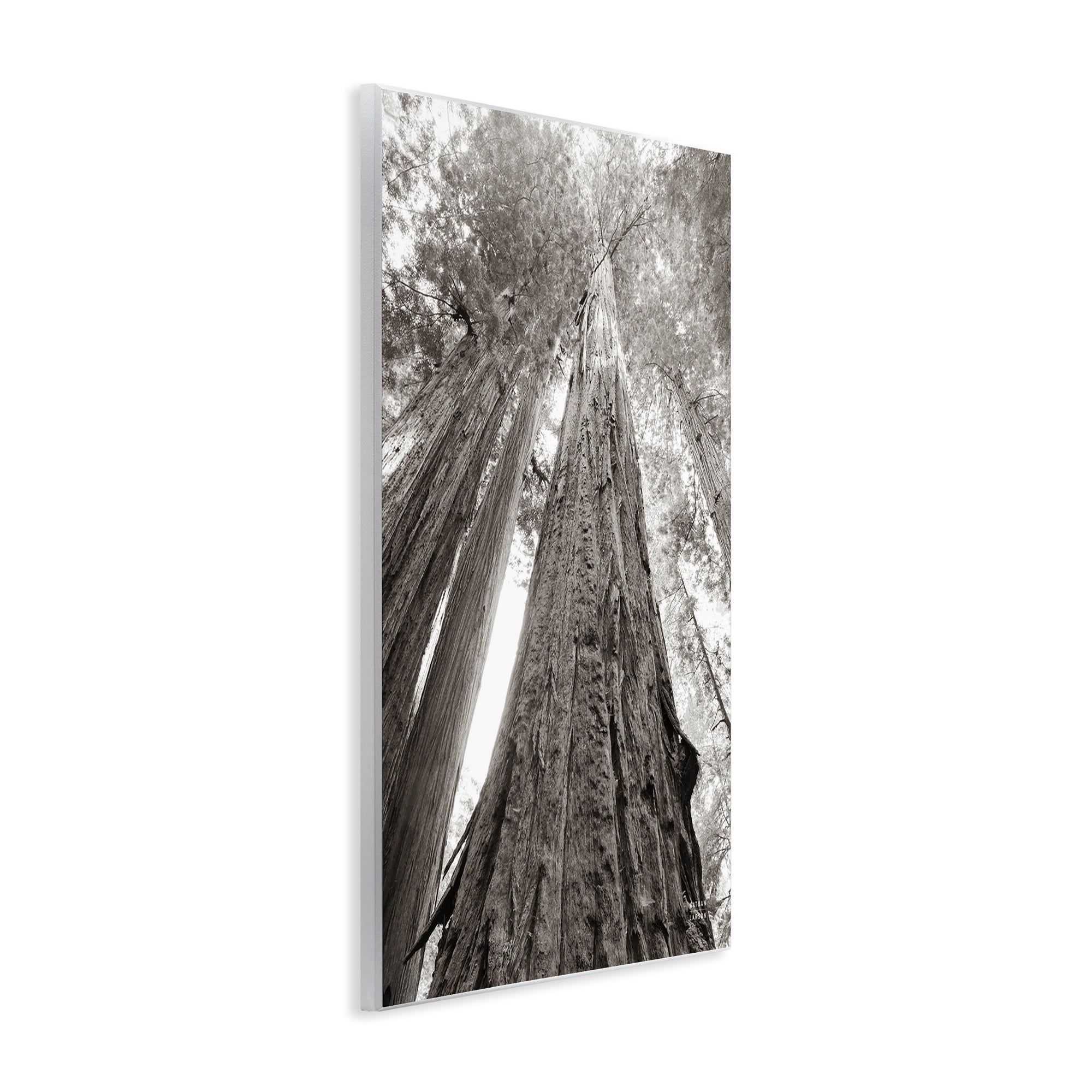 Stupell Industries Ancient Redwood Forest Landscape & Nature Photography Unframed Art Print Wall Art, 13 x 19