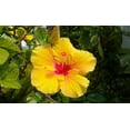 thumbnail image 7 of Live Yellow Hibiscus Plant Cuttings 4 PK (1 Pp Each 2"-4" Long) Full Sun, 7 of 7