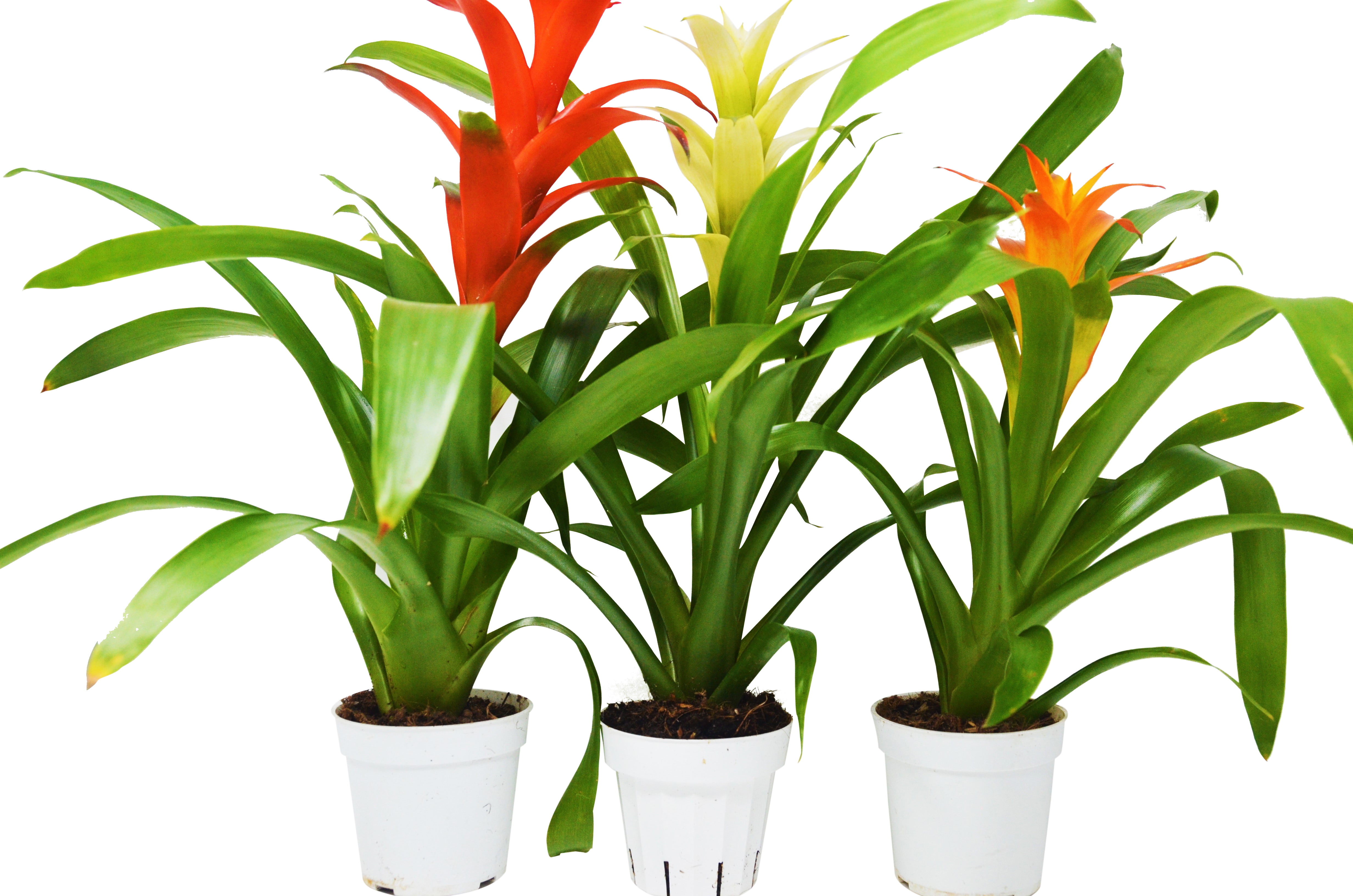 3 Guzmania Bromeliads - Live Plants - 1FT Tall - FREE Care ...