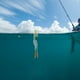 thumbnail image 3 of Paquete de 2-4 señuelos de pesca blandos, aparejos de pesca artificiales duraderos, calamar elástico vívido 2 piezas, 3 of 8