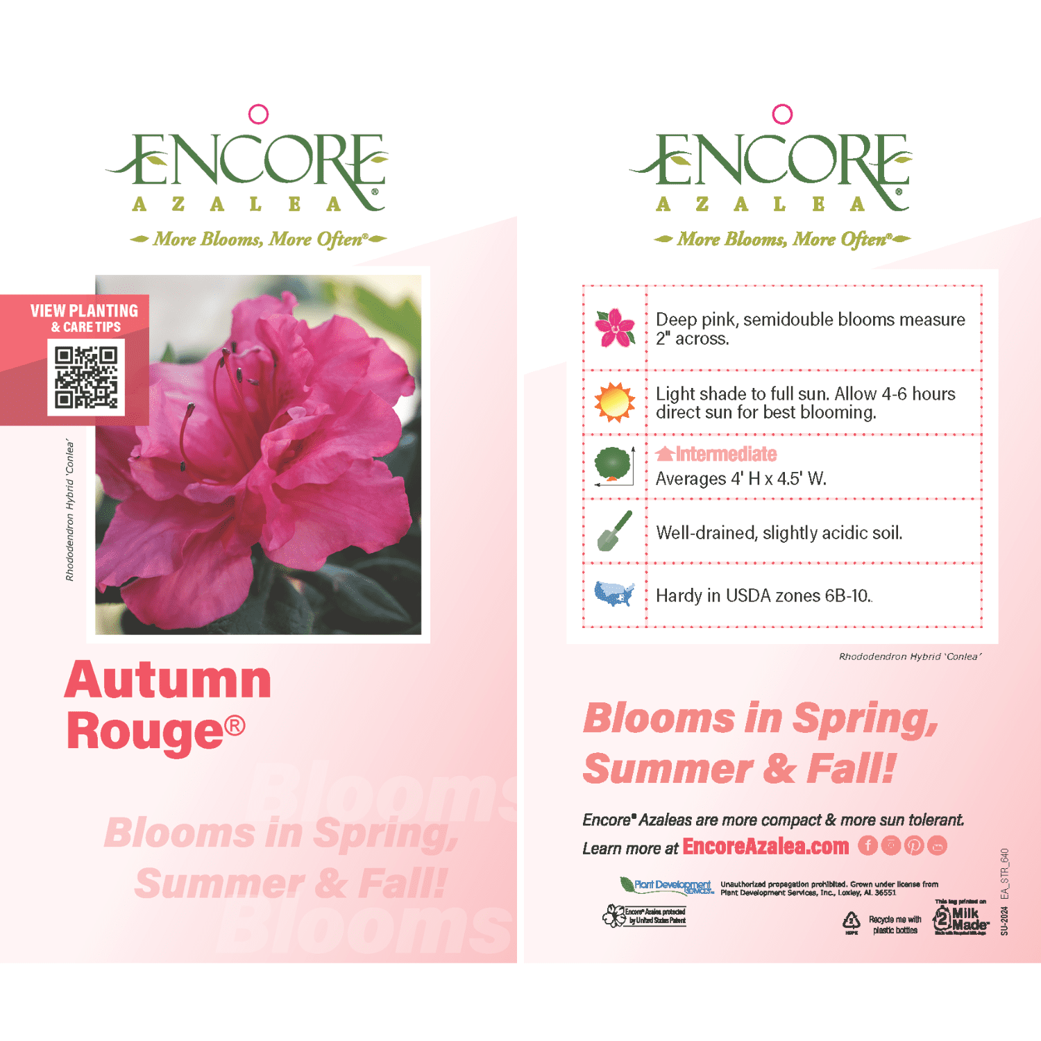 Encore Azalea Autumn Rouge (1 Gallon) Dark Pink Flowering Shrub - Full Sun Live Outdoor Plant