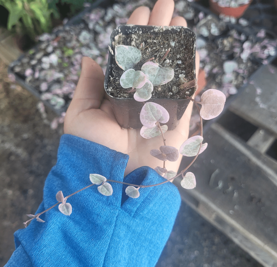 Variegated String of Hearts Plant Live, Pink String of Heart Plant 2 Inches Pot, Live Plant Indoor String of Hearts
