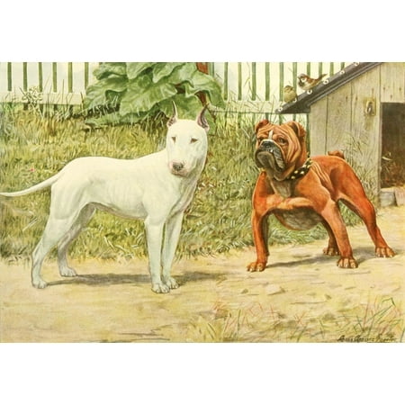 Book of Dogs 1919 Bull Terrier & English Bulldog Canvas Art - LA Fuertes (18 x 24)