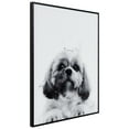 thumbnail image 5 of "Shih-Tzu" Black and White Pet Paintings on Printed Glass Encased with a Gunmetal Anodized Frame, 5 of 10