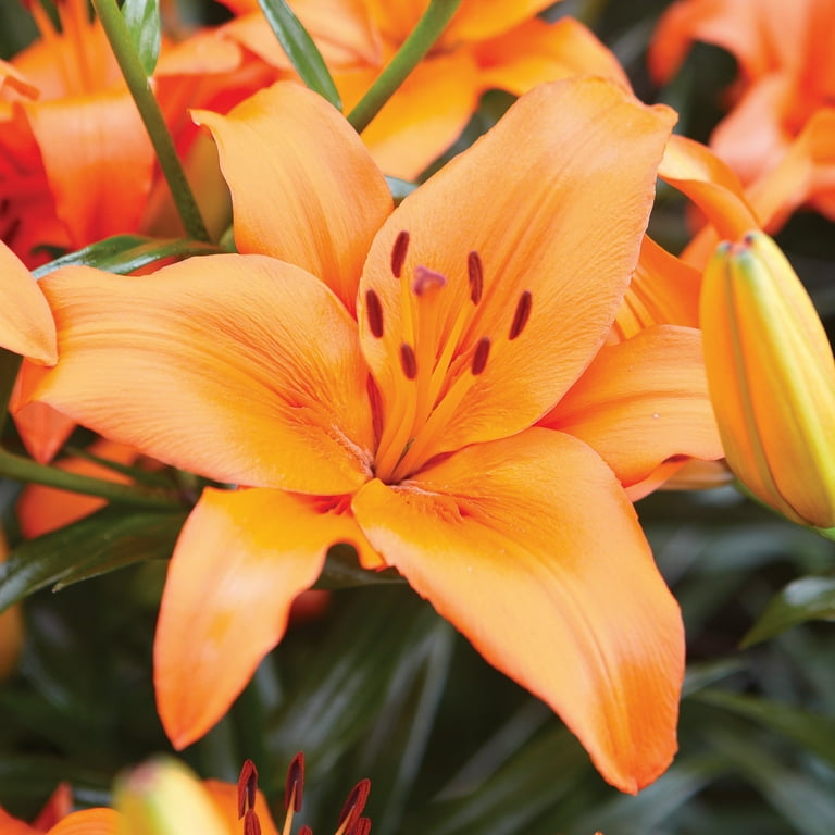 LILY Van Zyverden Lilies Oriental Stargazer Set of 7 Bulbs Pink
