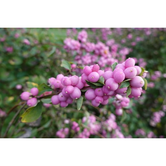 Coralberry Seedling for Planting - Amazing Color for Viewing and Wildlife (One Seedling)