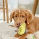 thumbnail image 5 of Ganfancp Cepillo de Baño para Mascotas Cepillo de Baño para Perros Cepillo para Limpiar El Pelo Cepillo de Baño para Mascotas Ofertas de La Semana Cepillo de Baño para Mascotas X 1, 5 of 5