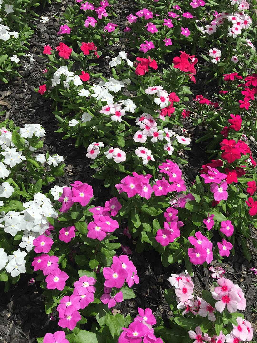 Expert Gardener 4PK White Red Vinca Live Plant