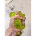 thumbnail image 4 of Bayberry Stress Ball Squishy Ball, Shapeable Non-rebound Berry Fruit Squeeze Ball, ASMR Sensory Soft Anti Stress Fidget for Adults, 4 of 4