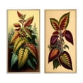 thumbnail image 2 of Designart "Vintage Coleus Plant Botanical Illustration I" Ferns Framed Wall Art Set Of 2 - Modern Green Framed Wall Art Set Of 2, 2 of 6