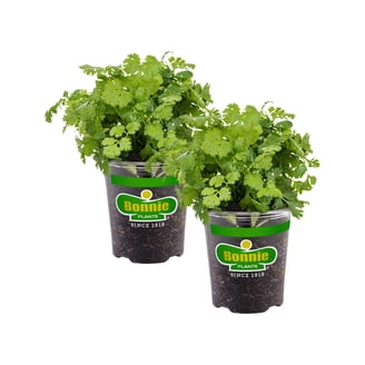 indoor planter with stand Black Nickel Soho Planters With Stand  Jamali Garden