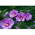 thumbnail image 3 of Purple Hibiscus Plant to Grow Easy to Grow Rooted Seedling Plants Stunning Blooming Bush One Seedling, 3 of 5