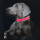 thumbnail image 5 of Ilumine las luces del collar de perro para el clip nocturno en el collar de perro LED brillante y de alta visibilidad iluminado Zhivalor Correas y Collares para Perros, 5 of 5