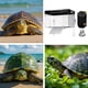 thumbnail image 5 of Herramientas y mejoras para el hogar Plataformas para tortugas Plataformas grandes de acrílico para terrarios Acuario Accesorios para tomar el sol para tortugas acuáticas Reptiles y anfibios Tanque pa, 5 of 8