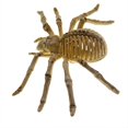 thumbnail image 2 of Araña Falsa Sincero modelo de acción realista para Niños y niñas Halloween, 2 of 5