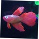 thumbnail image 4 of IFANLANDOR Acuario Betta Con Y Imitación, 4 of 4