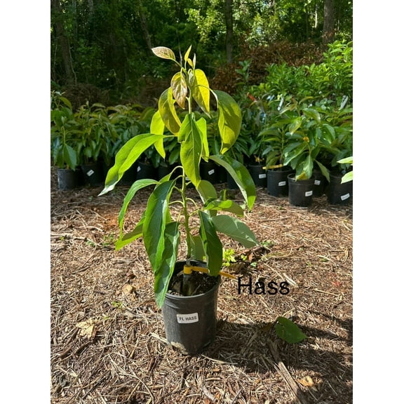 Hass Avocado Tree Live Avocado Tree GRAFTED 2-4 ft tall. We ship to all states
