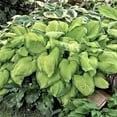 thumbnail image 6 of Easy to Grow Hosta Giants Collection 9 Plant Roots, Summer Shade Zones 3-9, 6 of 7
