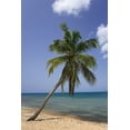 thumbnail image 2 of Jaynes Gallery 13x18 Black Ornate Wood Framed with Double Matting Museum Art Print Titled - Puerto Rico-Vieques Coconut palm tree on Green Beach, 2 of 4
