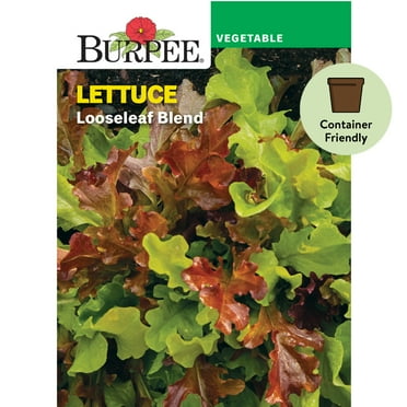 Burpee Looseleaf Blend Lettuce Seeds - Non-GMO, Container-Friendly, Vegetable Gardening Seeds, 680mg, 1-Pack