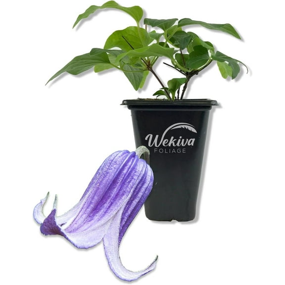 Clematis Roguchi - Live Starter Plant in a 2 Inch Growers Pot - Starter Plants Ready for The Garden - Rare Clematis for Collectors