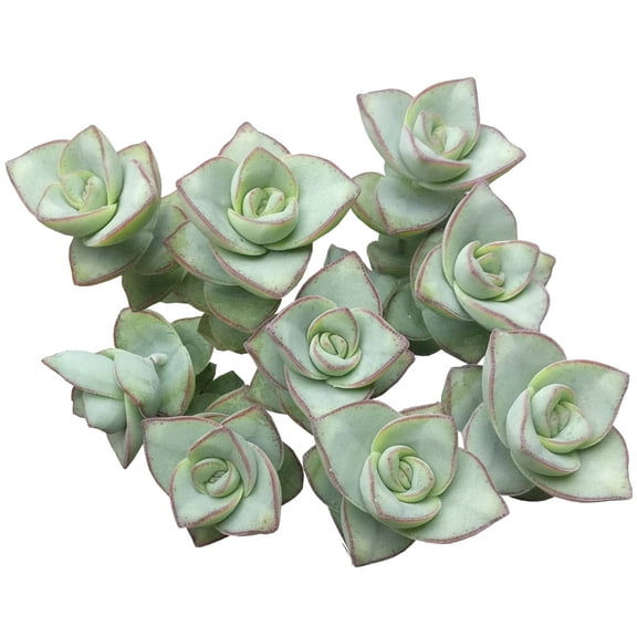 Crassula Ivory Towers Crassula Conjuncta Succulent (2 inch)