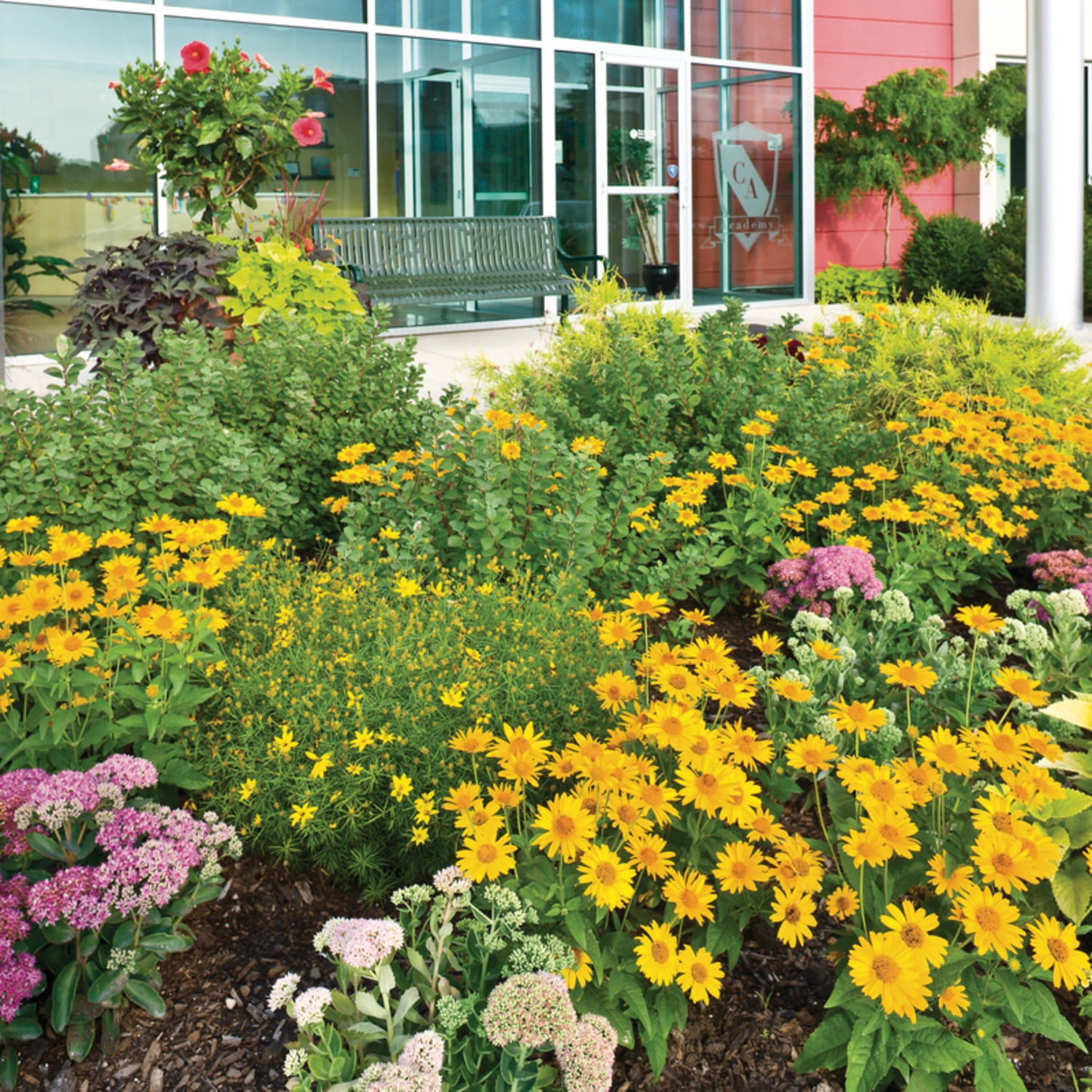 Proven Winners 4" Bright Lights Yellow African Daisy Live Plant in 4.25" Pot (4 Count)