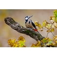 thumbnail image 2 of Suarez, Mario 18x13 White Modern Wood Framed Museum Art Print Titled - Autumn Woodpecker, 2 of 4
