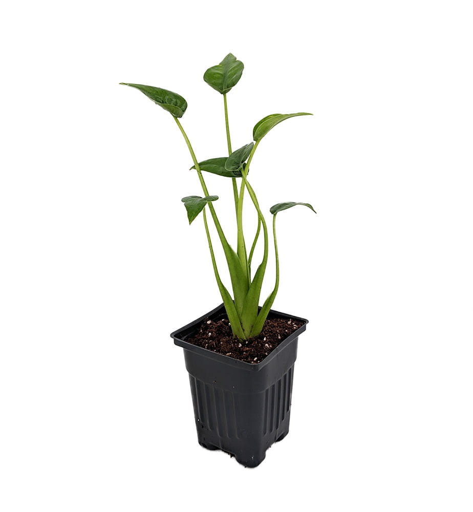 Tiny Dancers Elephant Ear Plant - Alocasia - 4' Pot