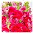 thumbnail image 2 of Bouquet snapdragon premium, 2 of 4