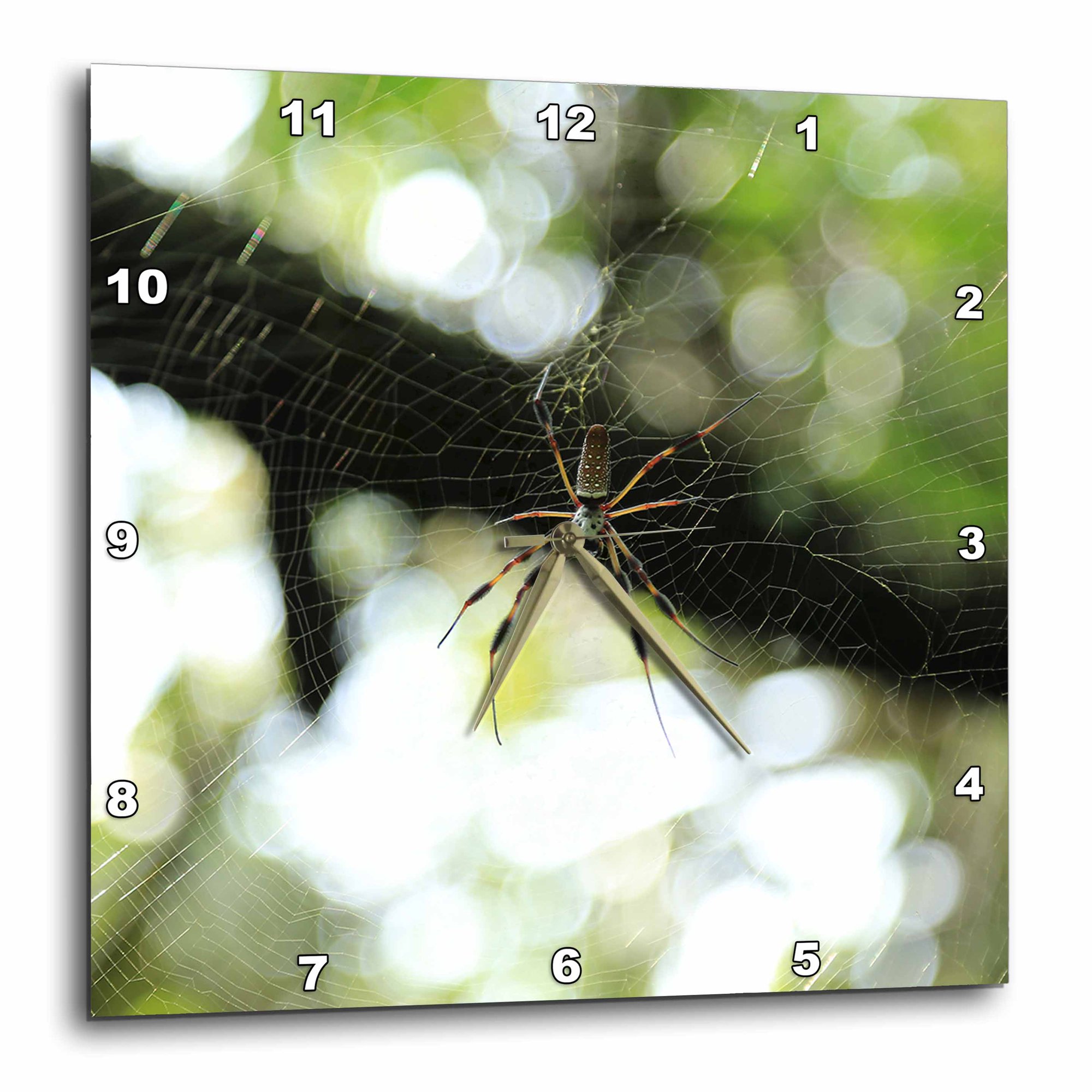 3drose, Photograph of Golden Silk Orb Weaver Hanging Out in Its Intricate Web., 10x10 Wall Clock