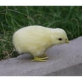 thumbnail image 4 of koolsoo 2pcs Realistic Lifelike Easter Baby Chick Farm Animal Chicken Prop, 4 of 9