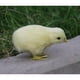 thumbnail image 5 of Simulación De Peluche shamjiam Figura Animal Pollo Relleno 9x6x6cm, 5 of 5