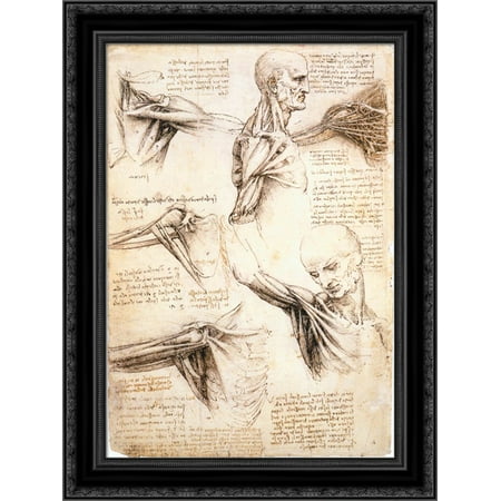 Anatomical studies of the shoulder 19x24 Black Ornate Wood Framed Canvas Art by Da Vinci, Leonardo
