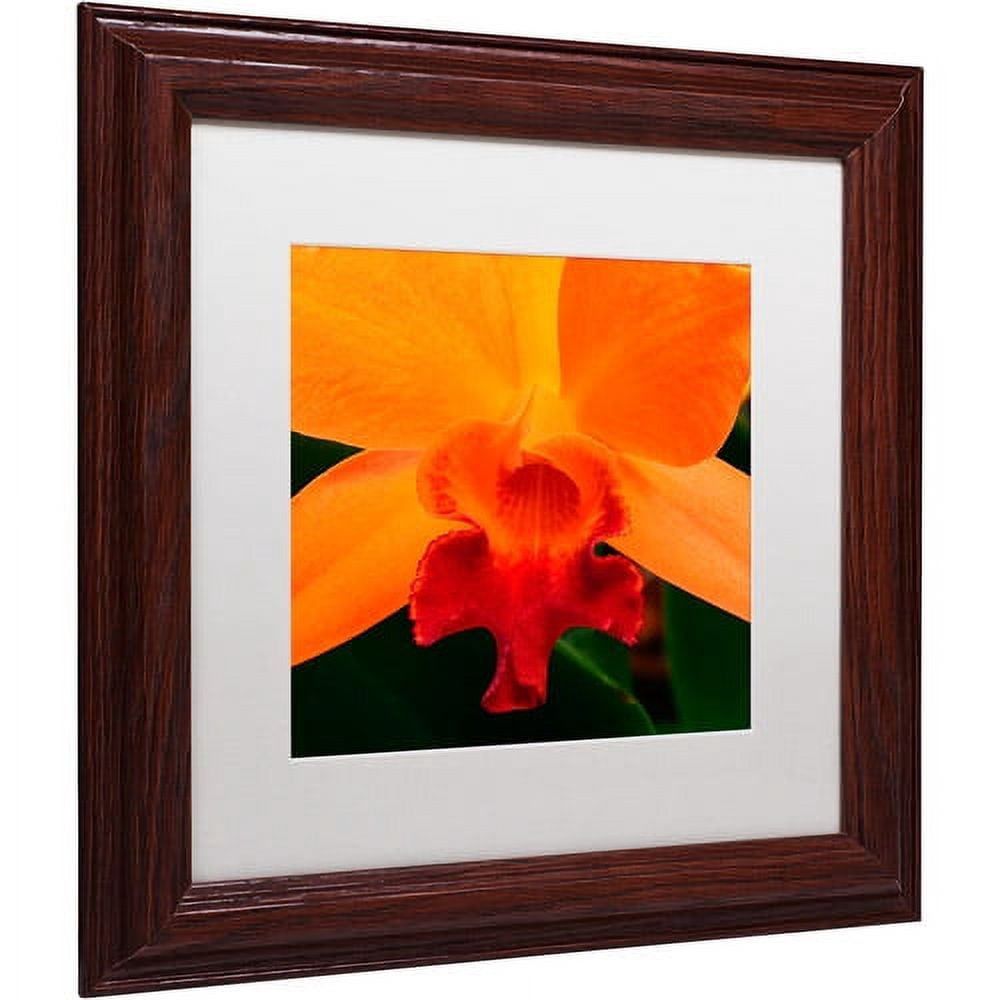 Trademark Fine Art "Brilliant Orchid on Fire" Canvas Art by Kurt Shaffer White Matte, Wood Frame