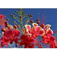 thumbnail image 4 of 10 RED BIRD Of PARADISE Caesalpinia Pulcherrima aka Pride of Barbados, Dwarf Poinciana, Peacock Flower Seeds, 4 of 10