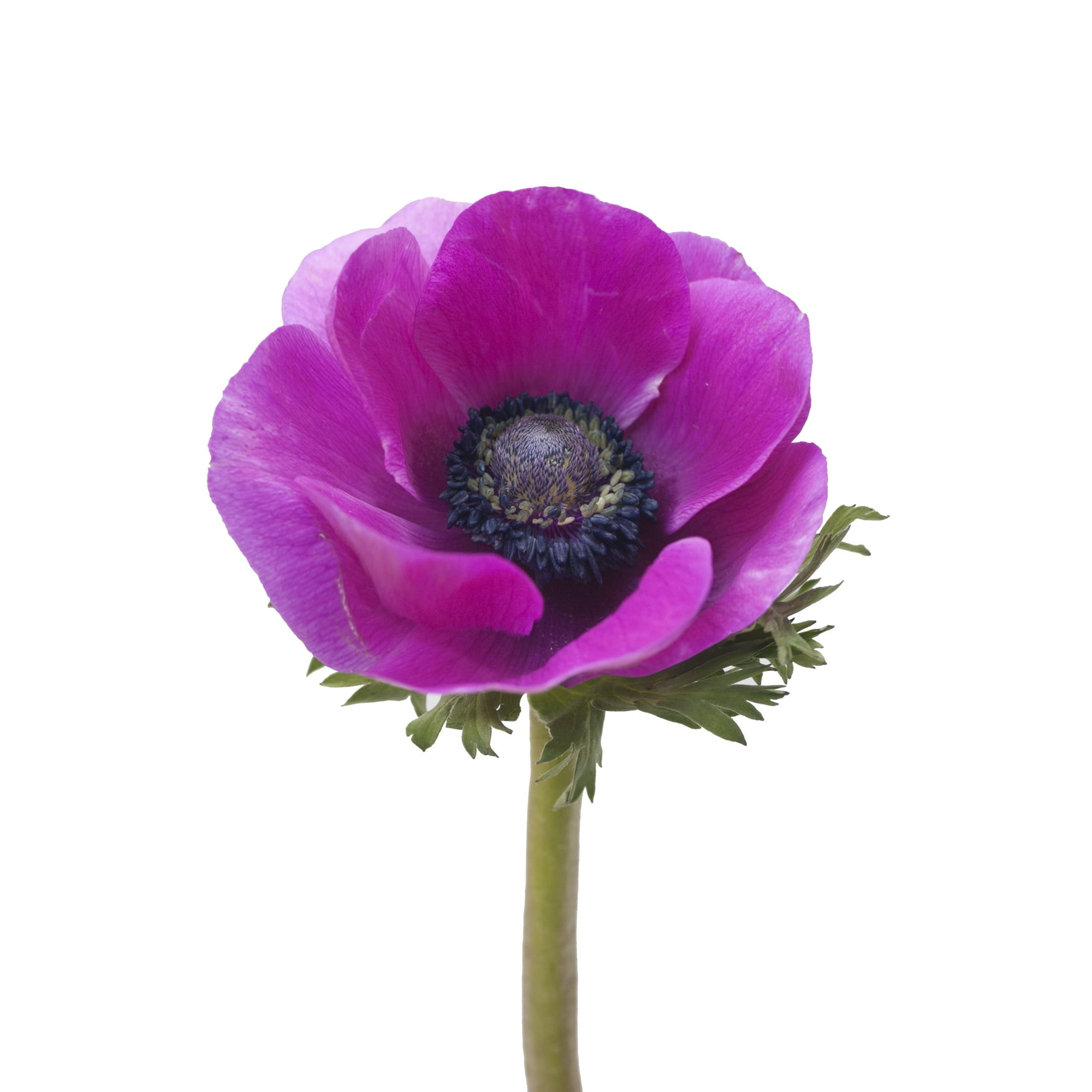 Anemones 300 Stems of Fusia Hot Pink Purple Farm Direct Fresh Cut Flowers by Bloomingmore