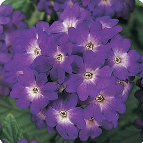 Verbena Quartz XP Series Blue ~25 Seeds – Dwarf 8-10" Mounding Plants | AAS Winner | Mildew Resistant | Full Sun Annual | Mix of Colors or Single Shades | Non-GMO