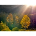 thumbnail image 2 of Gulin, Sylvia 24x19 White Modern Wood Framed Museum Art Print Titled - USA-Utah-east of Logan on highway 89 and Aspens in fall color with back lighting and sun beam, 2 of 4