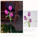 thumbnail image 5 of Lámpara De Pie De Acero Inoxidable Luces solares con forma de tulipán morado, impermeables, para exteriores, jardines, patios y paisajes (1 unidad). Rkxzt, 5 of 8