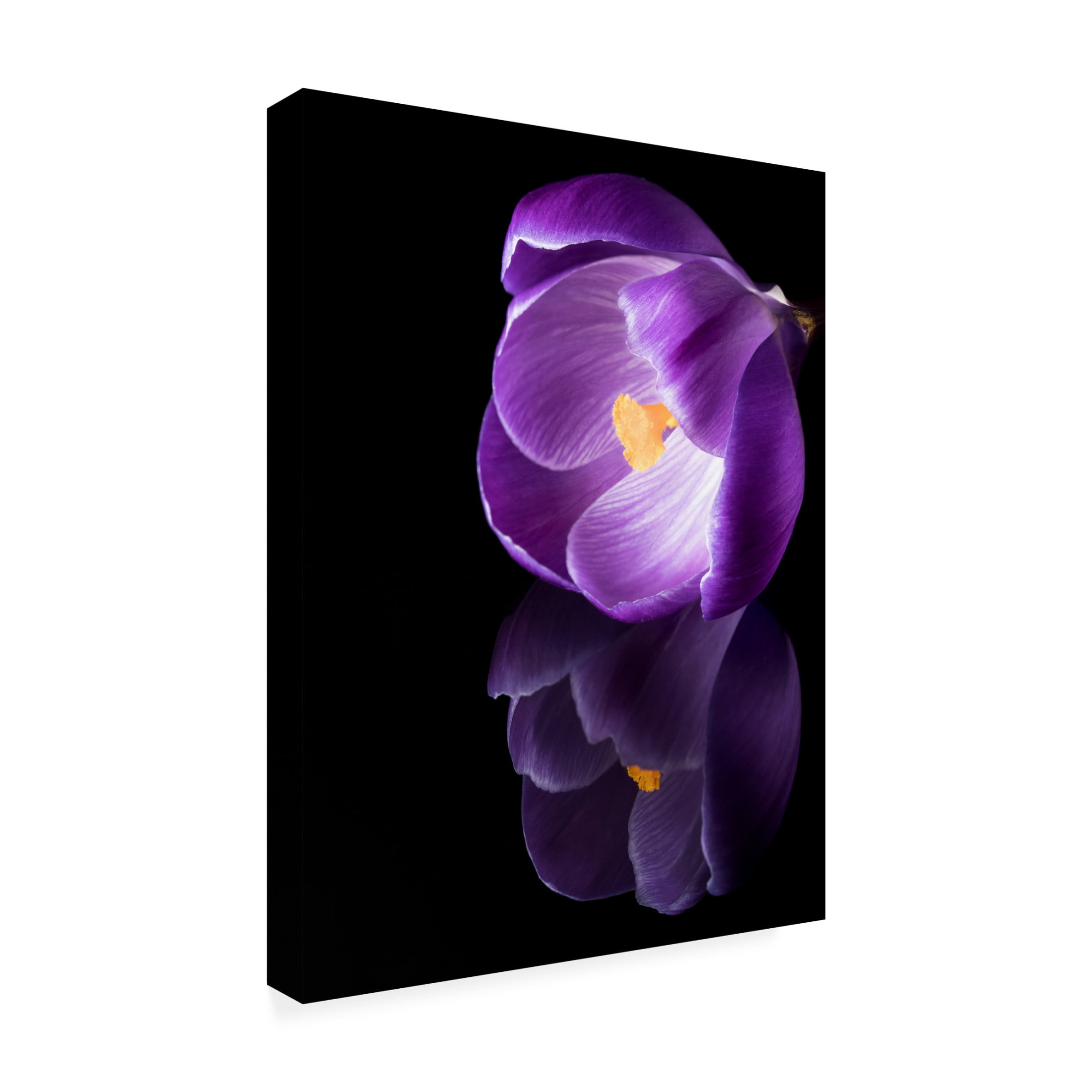 Canvas Wall Art - Jens Gade 'Crocus Flower With Reflections' Wall Art for Living Room, Bedroom, or Office Décor by Trademark Fine Art - 35 x 47 Inches