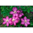 thumbnail image 2 of Clematis Ville de Lyon - 5 Live Plants in 4 Inch Growers Pots - Clematis 'Ville de Lyon' - Starter Plants Ready for The Garden - Beautiful Red Flowering Vine, 2 of 5