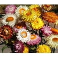 thumbnail image 4 of 100 Seeds| Orange Strawflower - Authentic Seeds - Perennial~ non GMO ~~Flower seeds ~ Asian Garden~ Herbs B5G1- #k013, 4 of 5