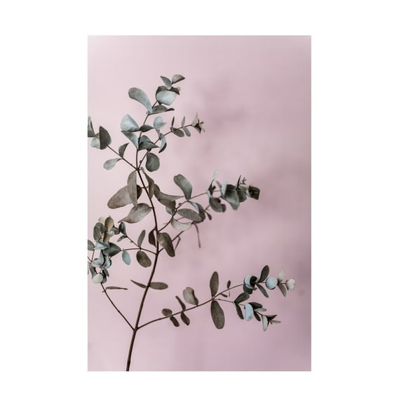 Trademark Fine Art Mareike Bohmer Eucalyptus 12 Canvas Wall Art